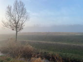 Morning walk with my dog