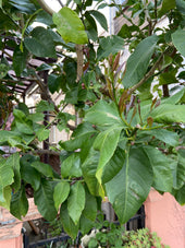 Swallowtail Butterfly Trio