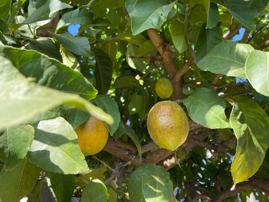 The Season of Swallowtail Chrysalises